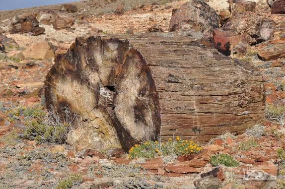 Antigas árvores com 150 milhões de anos de idade transformadas em pedra, no Monumento Natural Bosques Petrificados, região de Caleta Olivia, no sul da Argentina